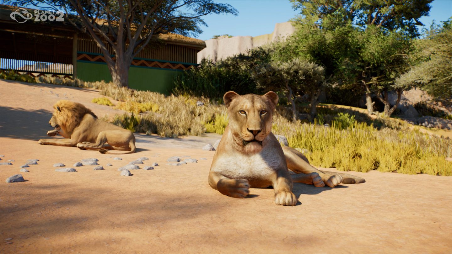 Official Planet Zoo 2 screenshot with a male and a female lion lying in a savanna habitat in the game